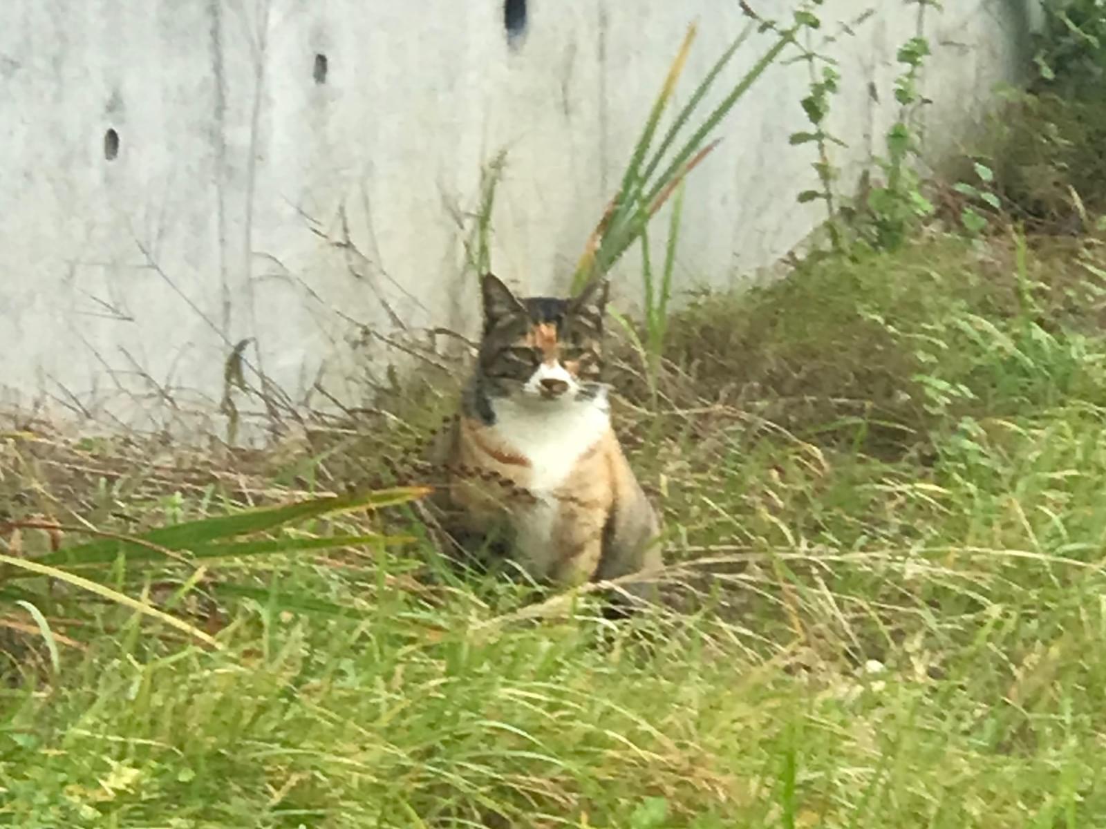 目撃された猫 目撃された猫
