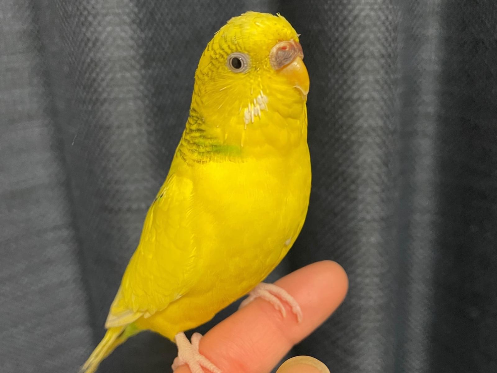 ライムちゃん ライムちゃん