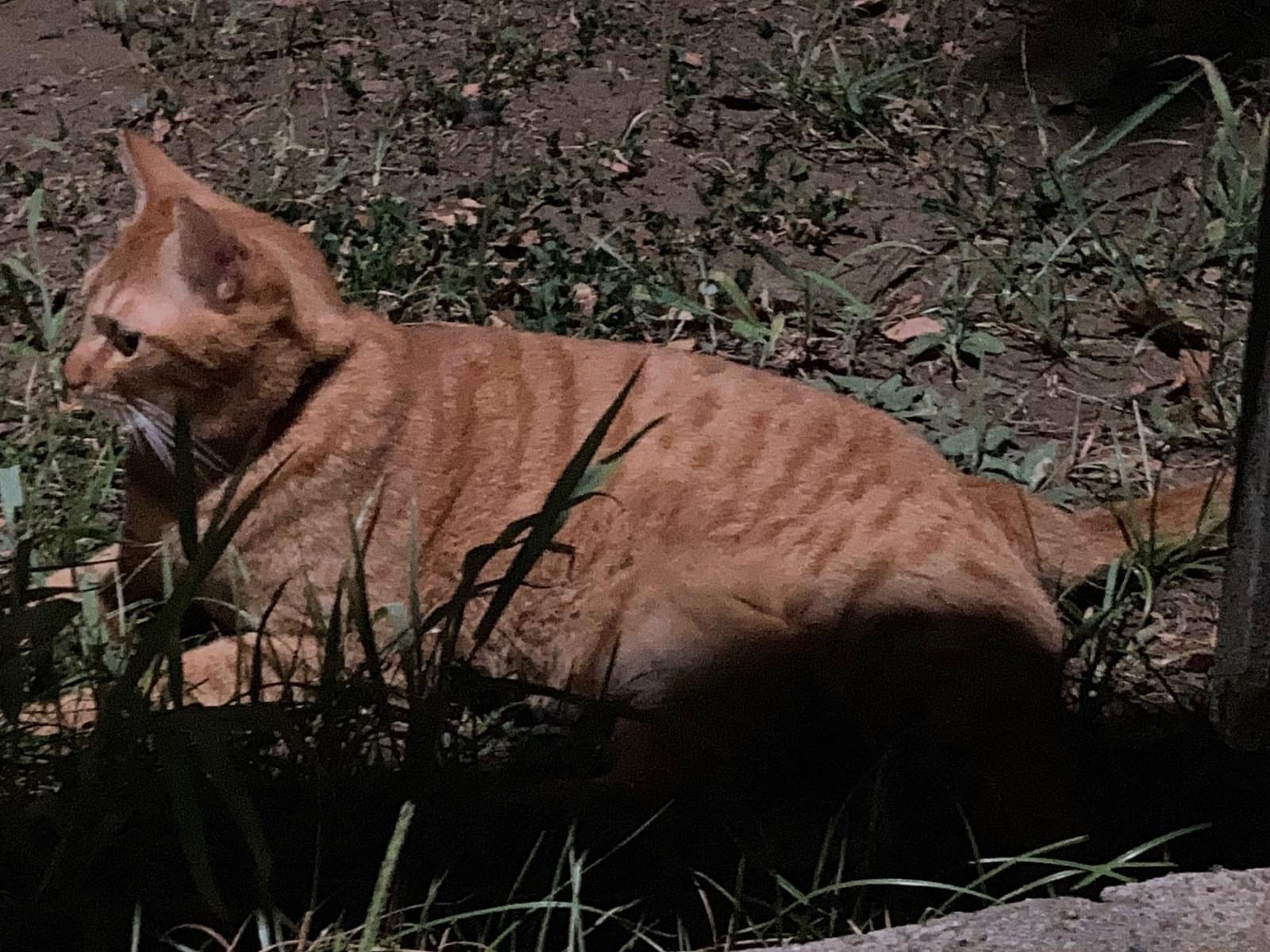 目撃された猫 目撃された猫