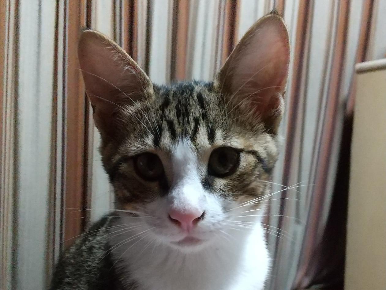マロンちゃん マロンちゃん