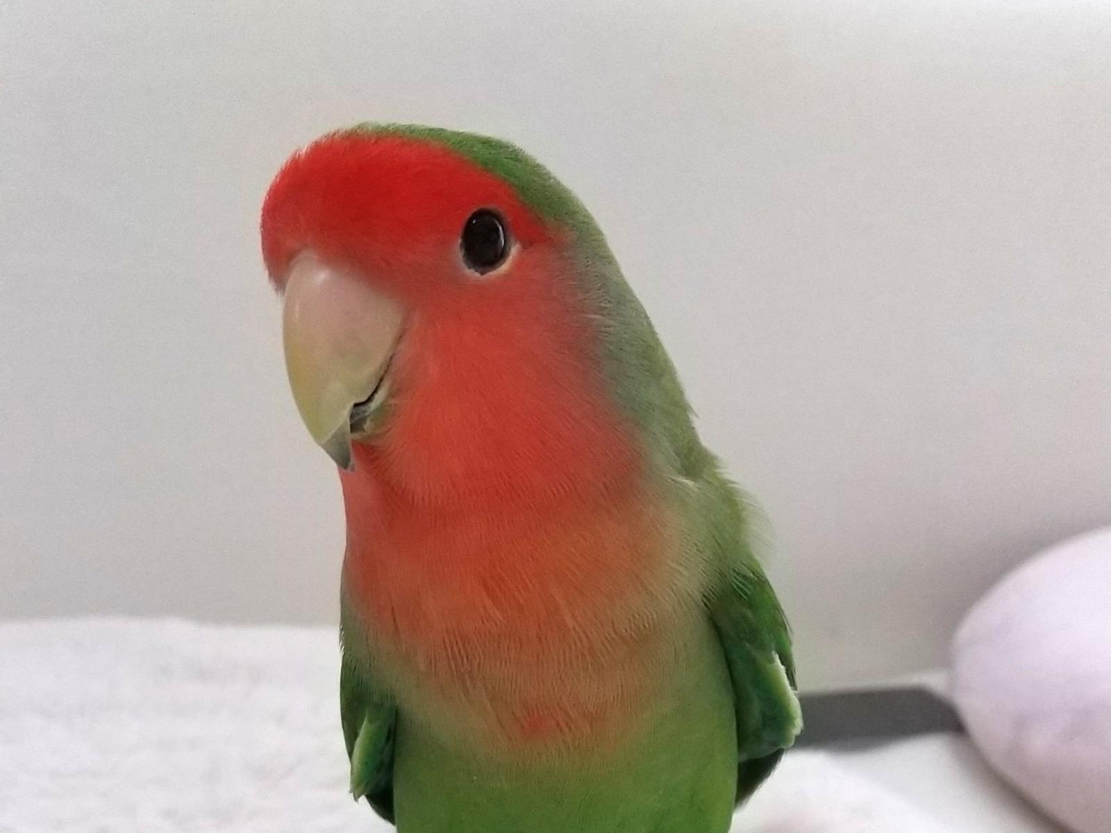 さくらちゃん さくらちゃん