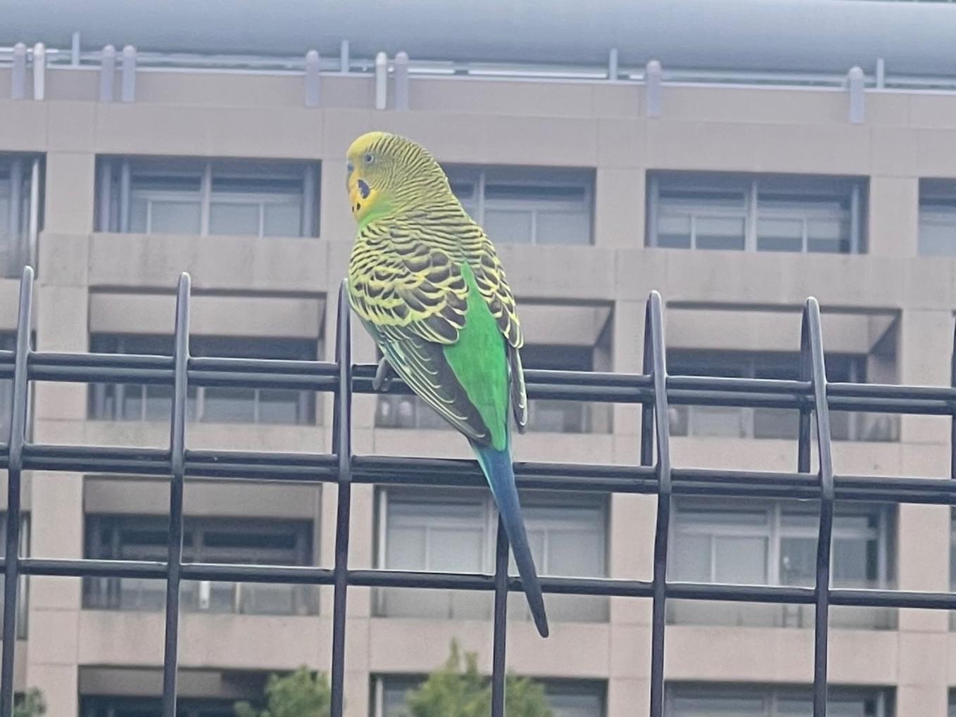 目撃された鳥 目撃された鳥