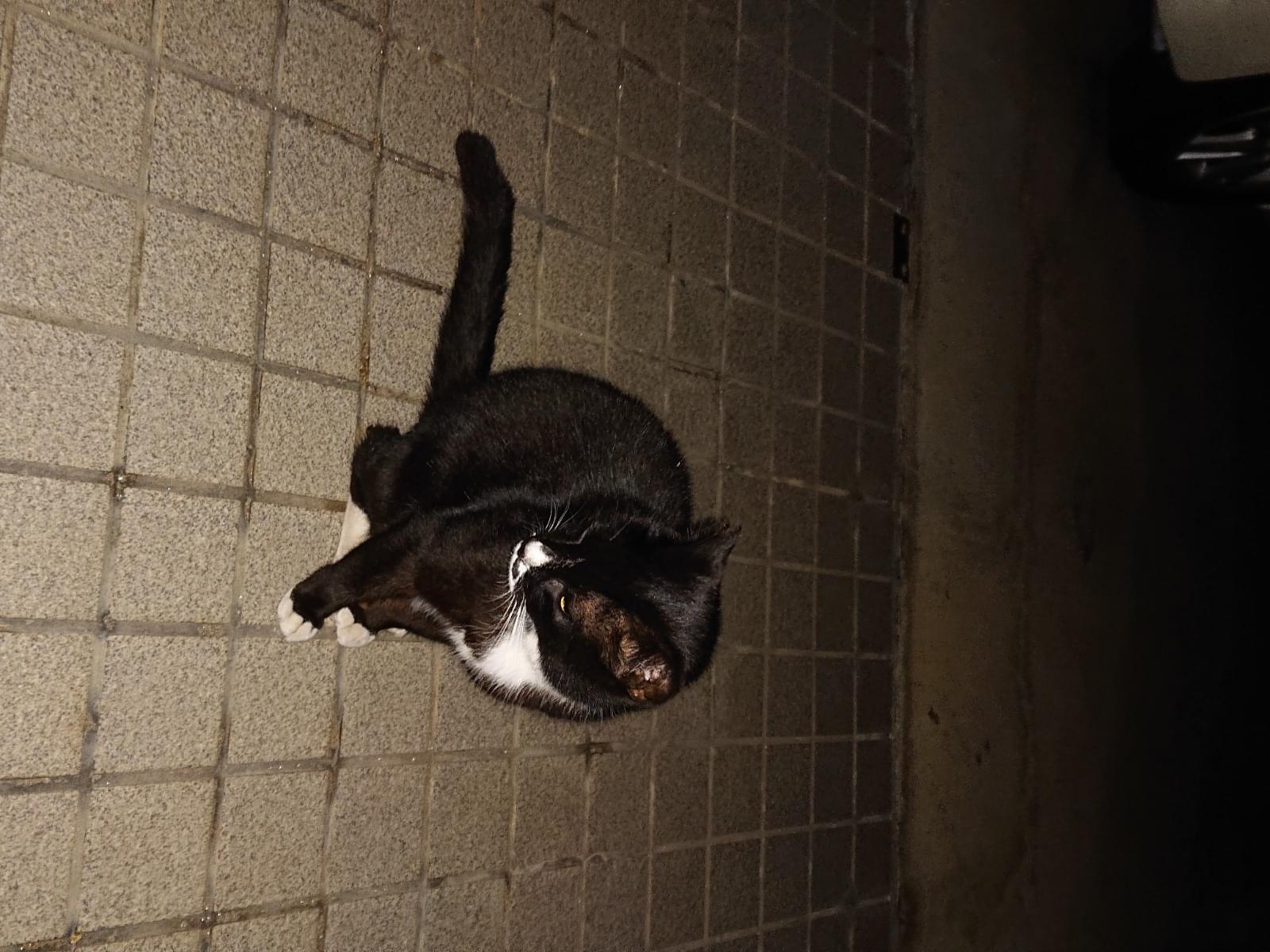 目撃された猫 目撃された猫