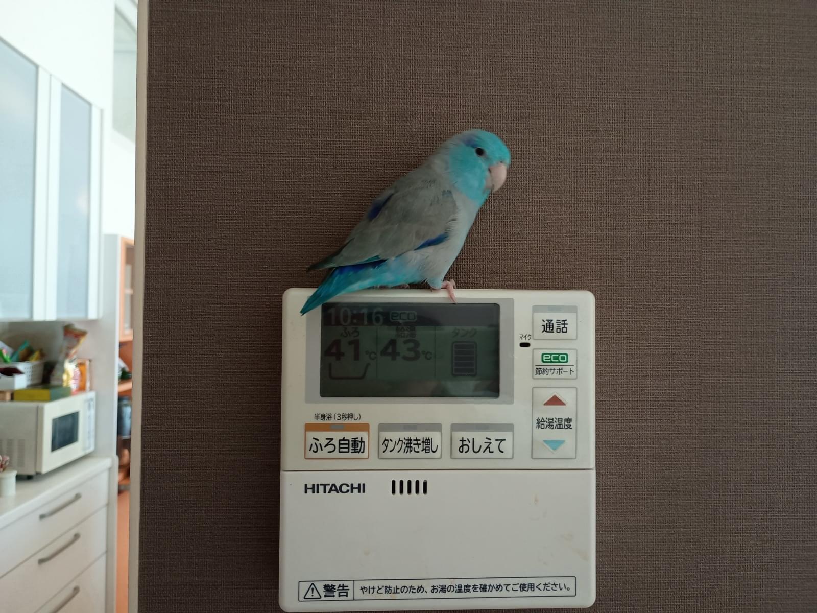 くうちゃん くうちゃん