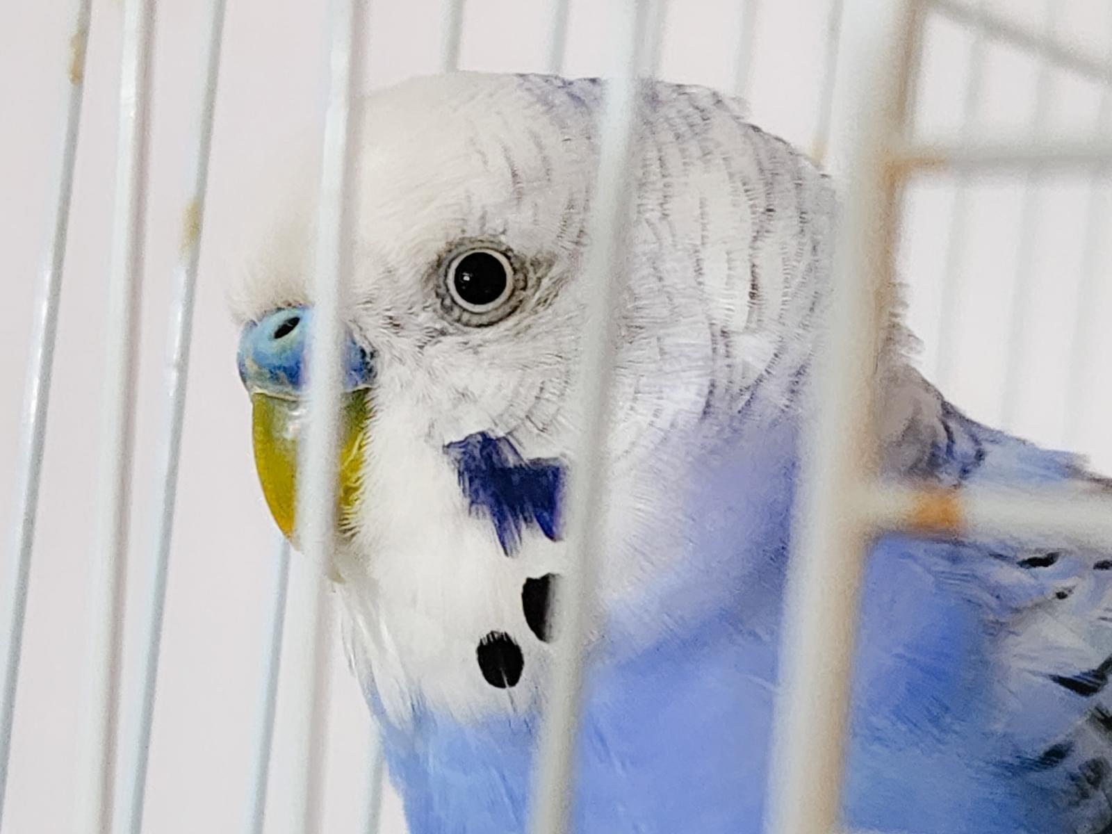 保護された鳥 保護された鳥