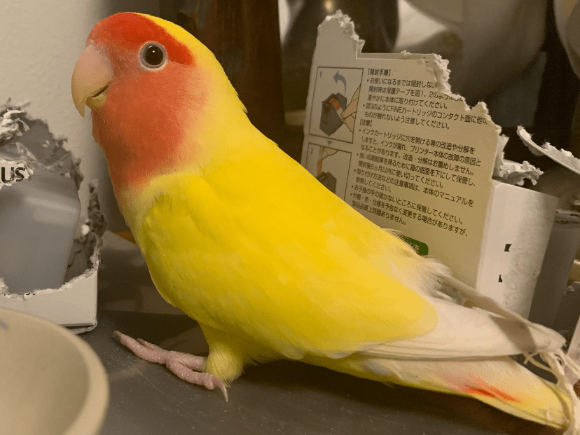 ユズちゃん ユズちゃん