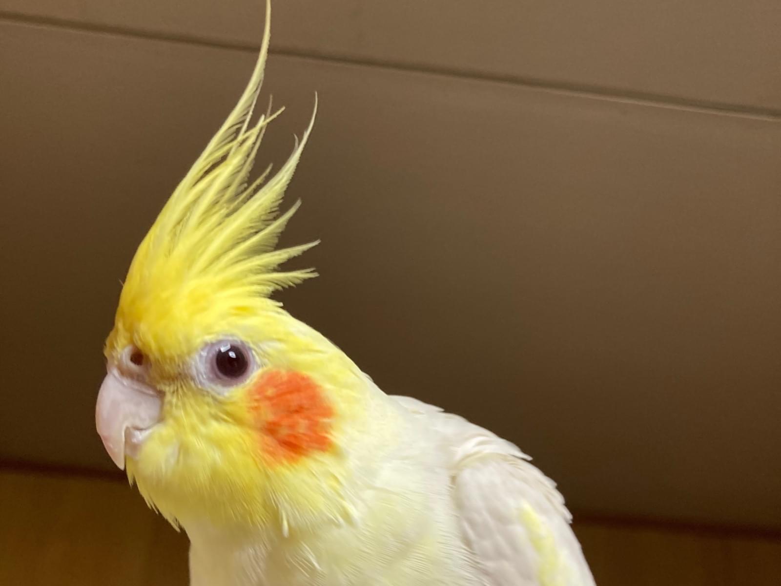 ピー助ちゃん ピー助ちゃん