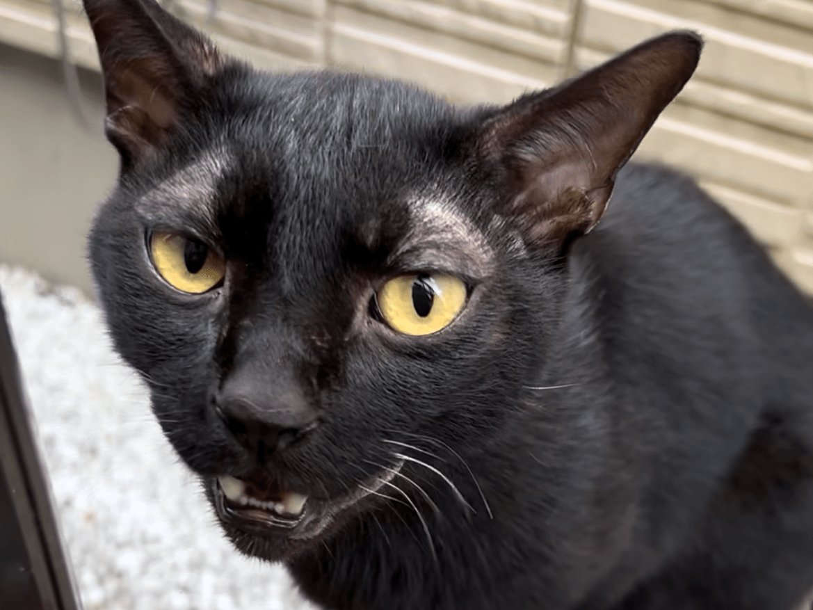 目撃された猫 目撃された猫