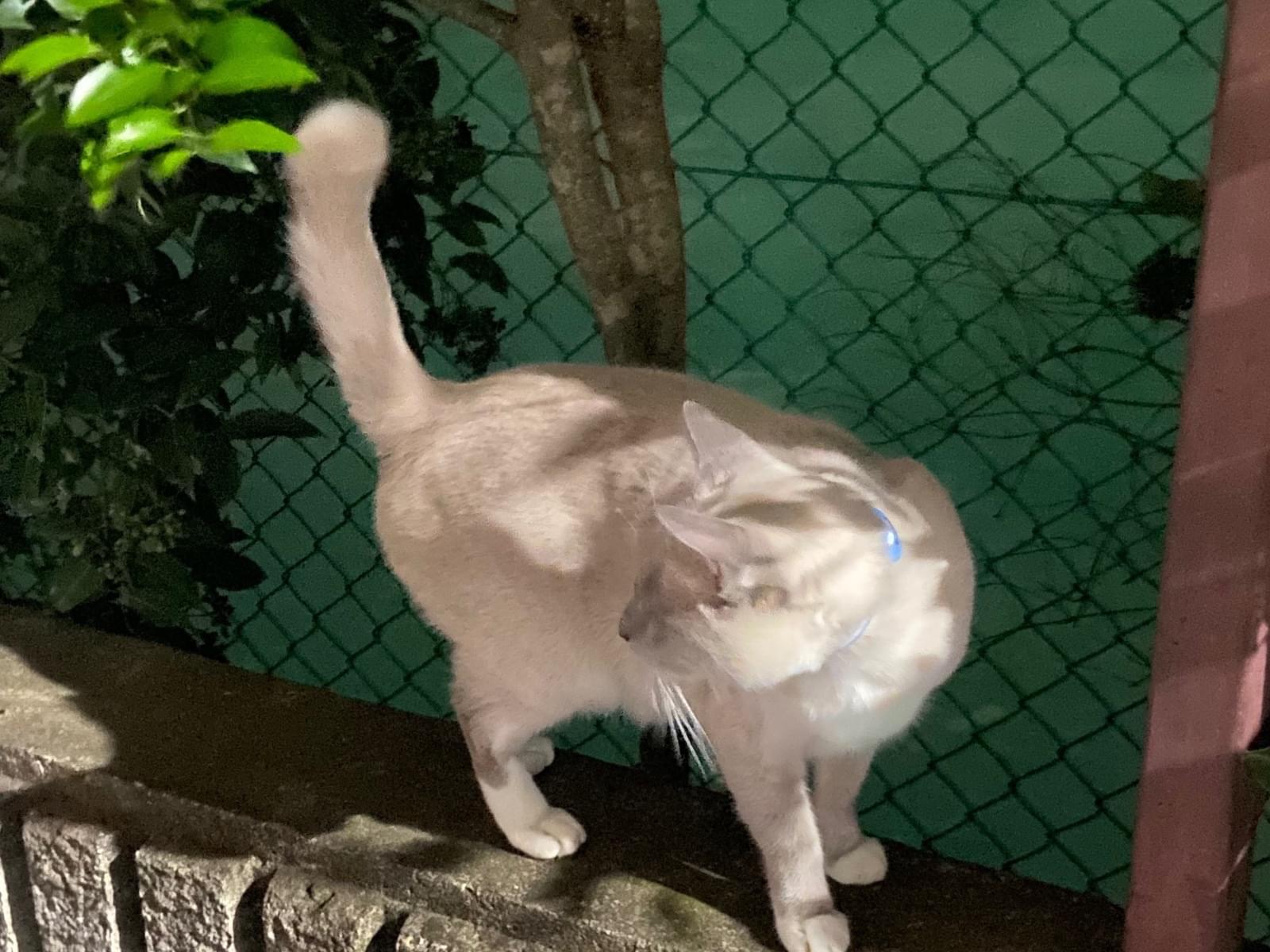 目撃された猫 目撃された猫