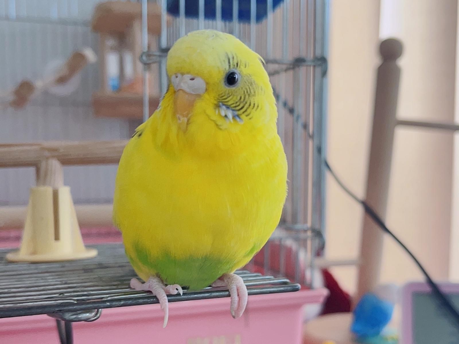ばななちゃん ばななちゃん