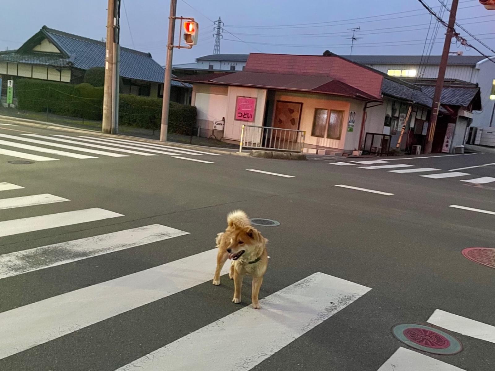 目撃された犬 目撃された犬