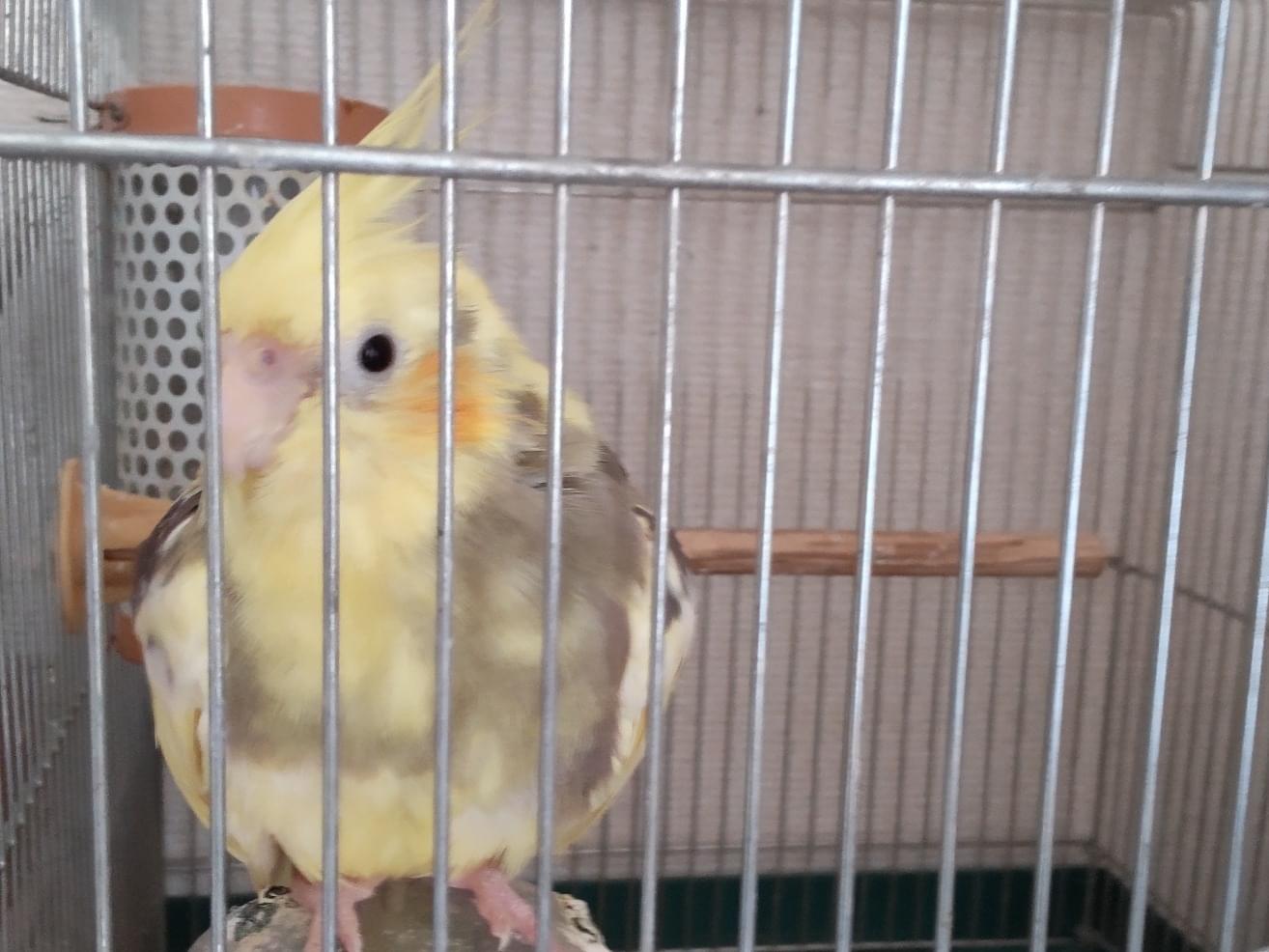 ふくちゃん ふくちゃん