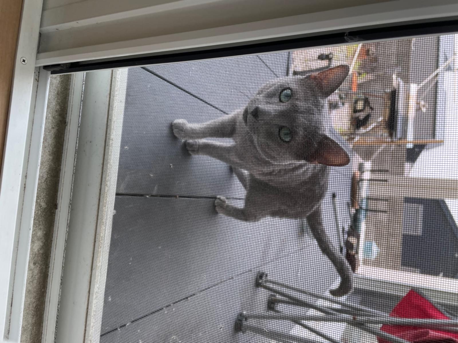 目撃された猫 目撃された猫