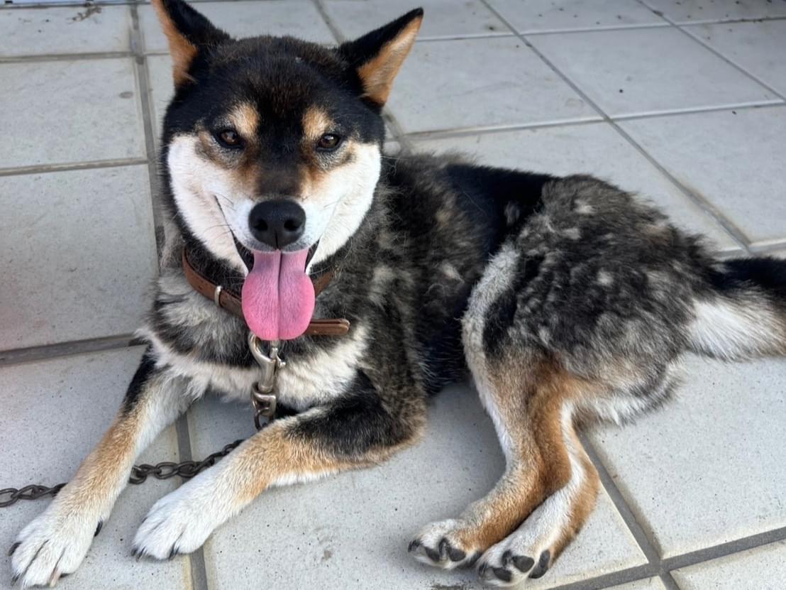 保護された犬 保護された犬