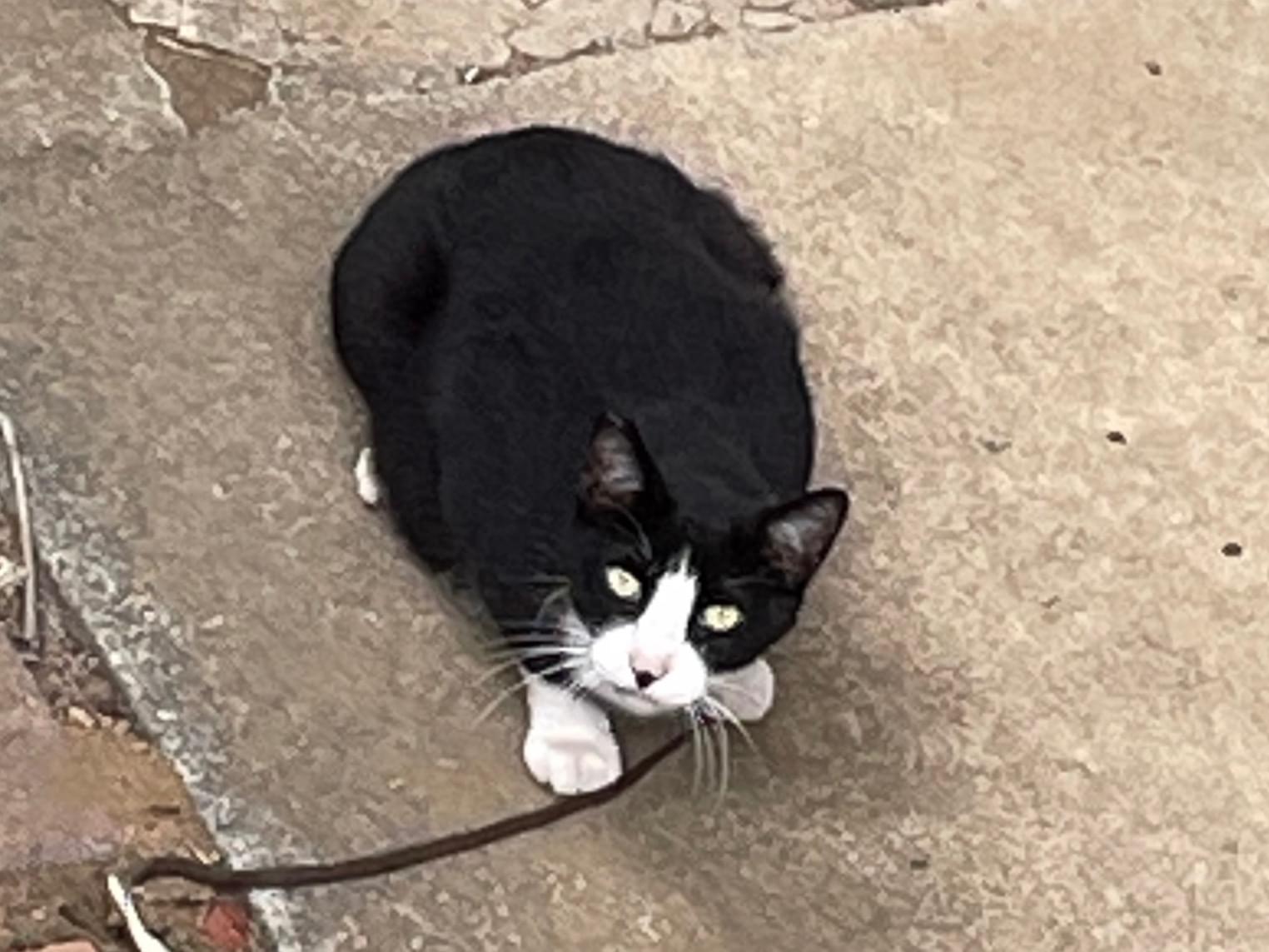 目撃された猫 目撃された猫