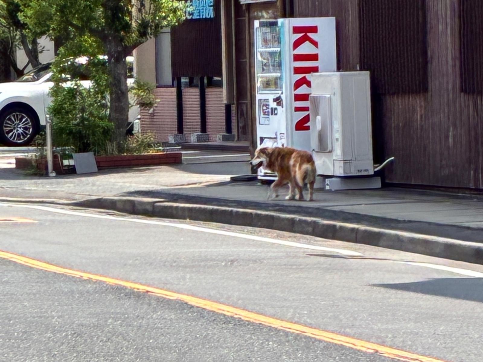 目撃された犬