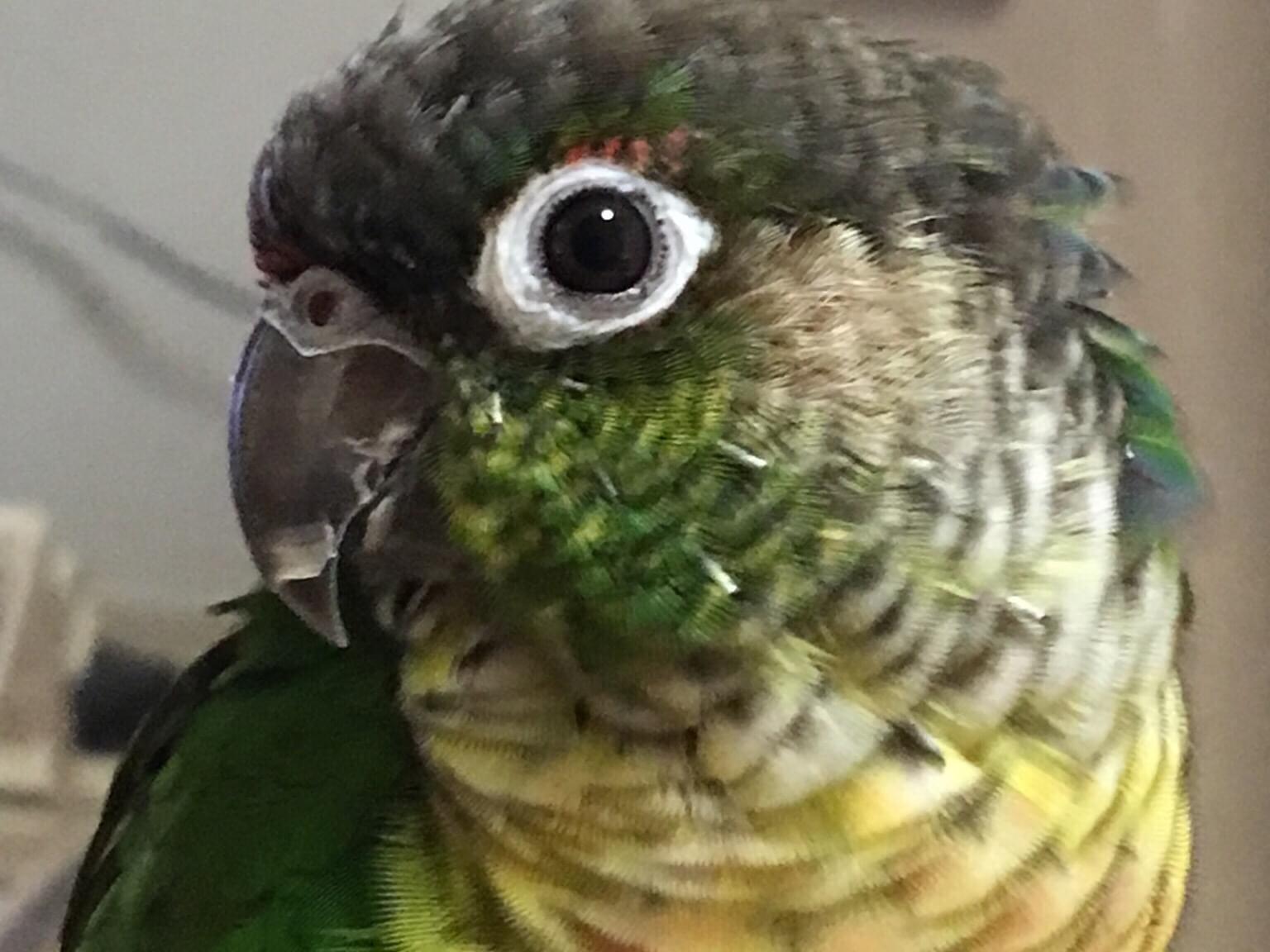 コロちゃん コロちゃん