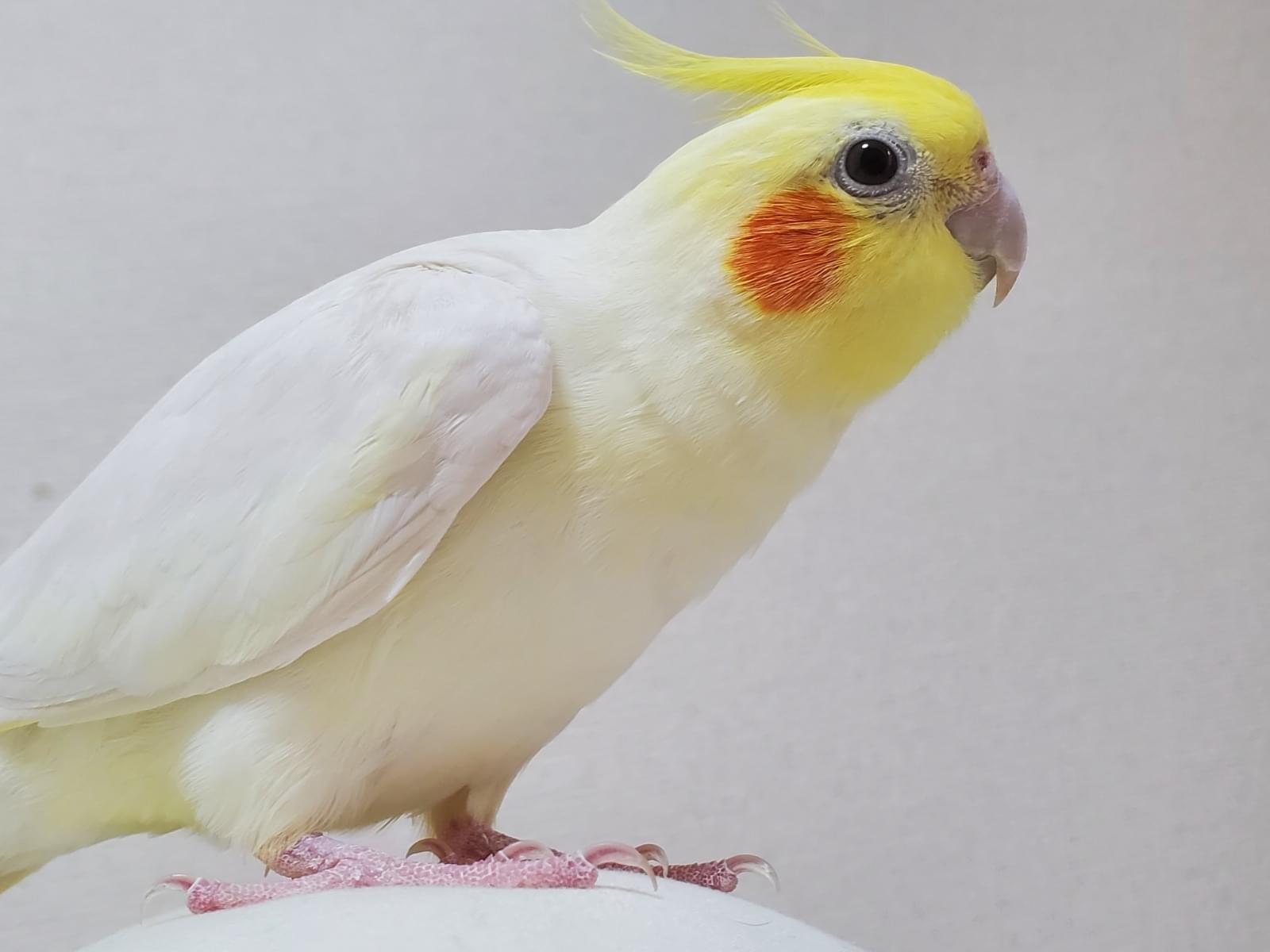 うにちゃん うにちゃん
