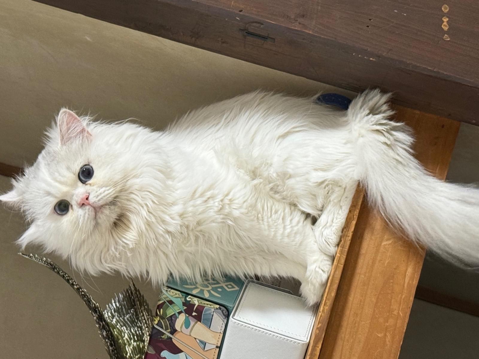 ウェンシーちゃん ウェンシーちゃん