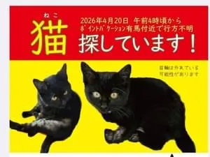黒猫を探しています。