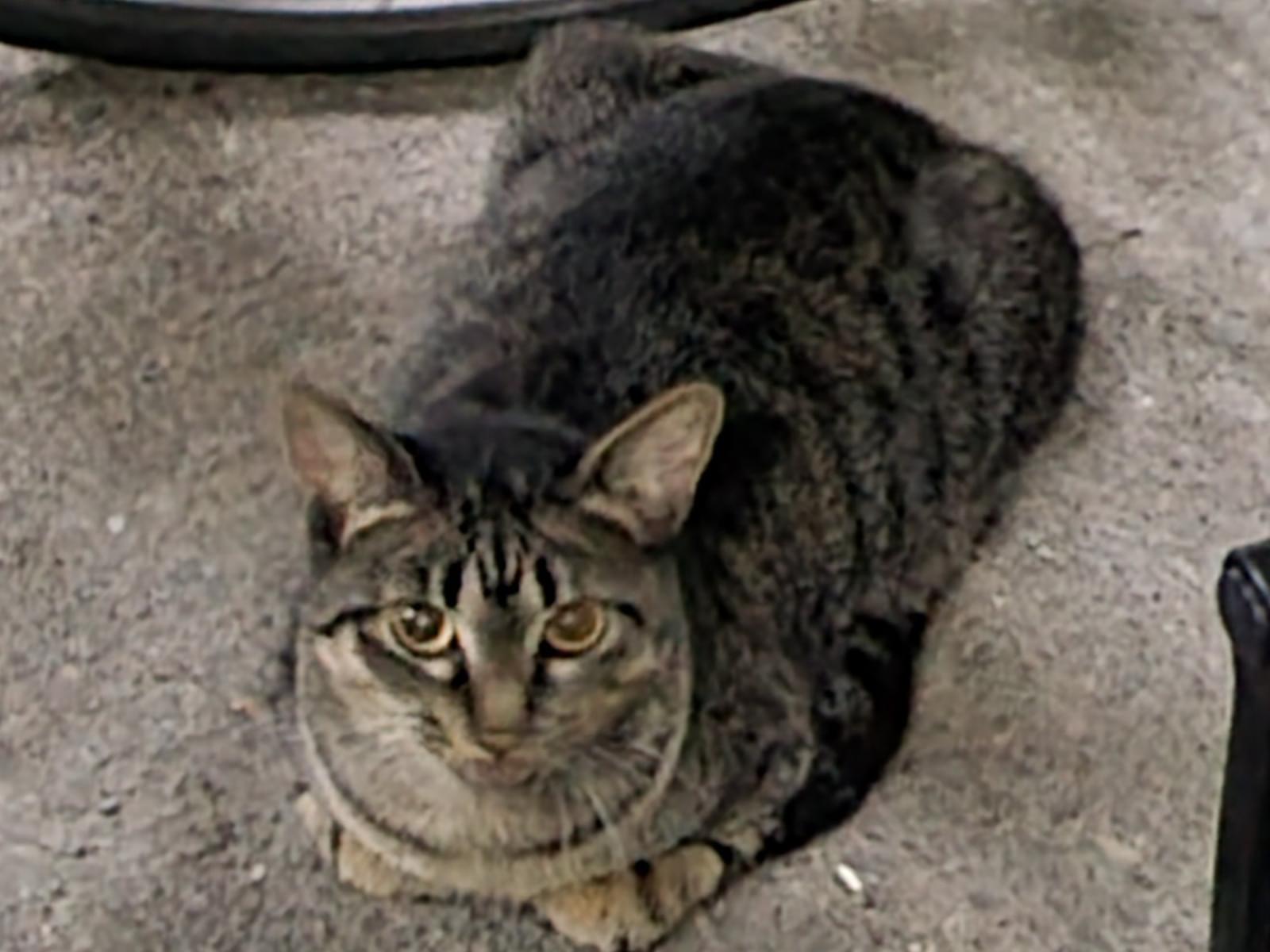 目撃された猫 目撃された猫