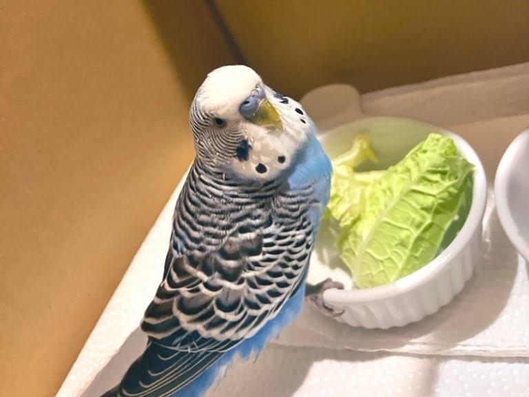 保護された鳥 保護された鳥