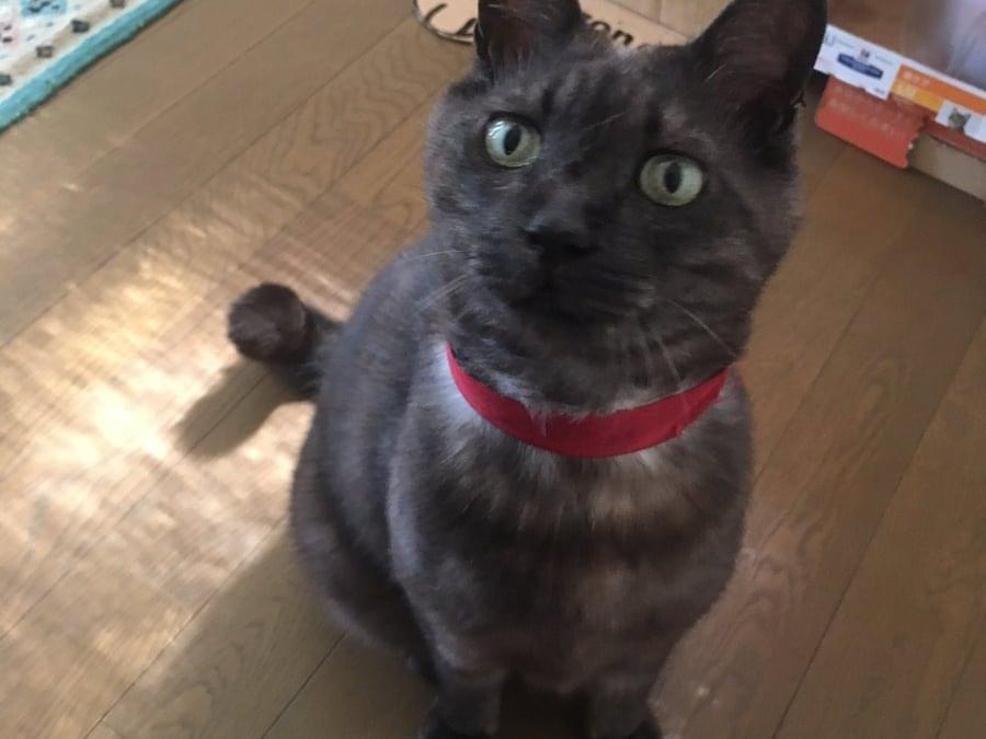 クーガちゃん クーガちゃん