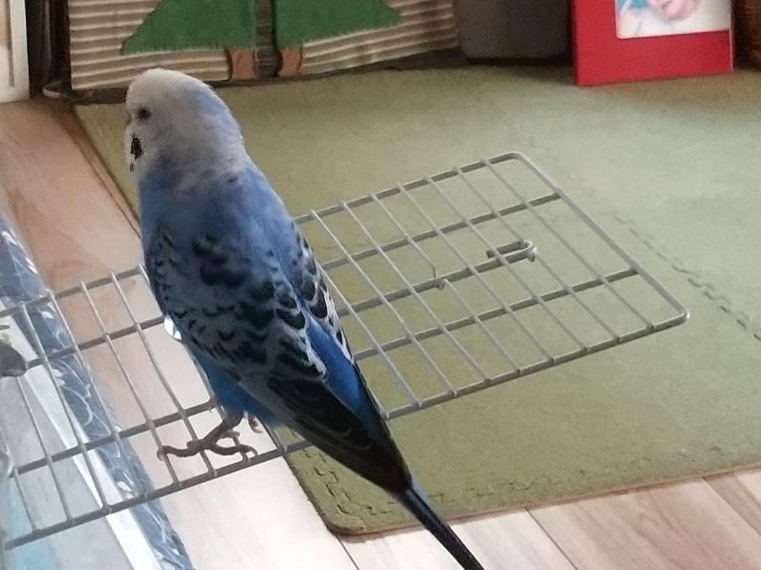 すいちゃん すいちゃん