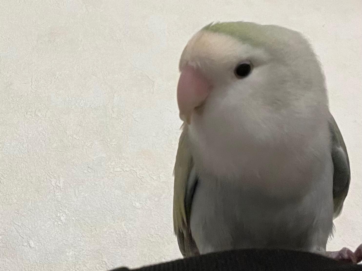 保護された鳥