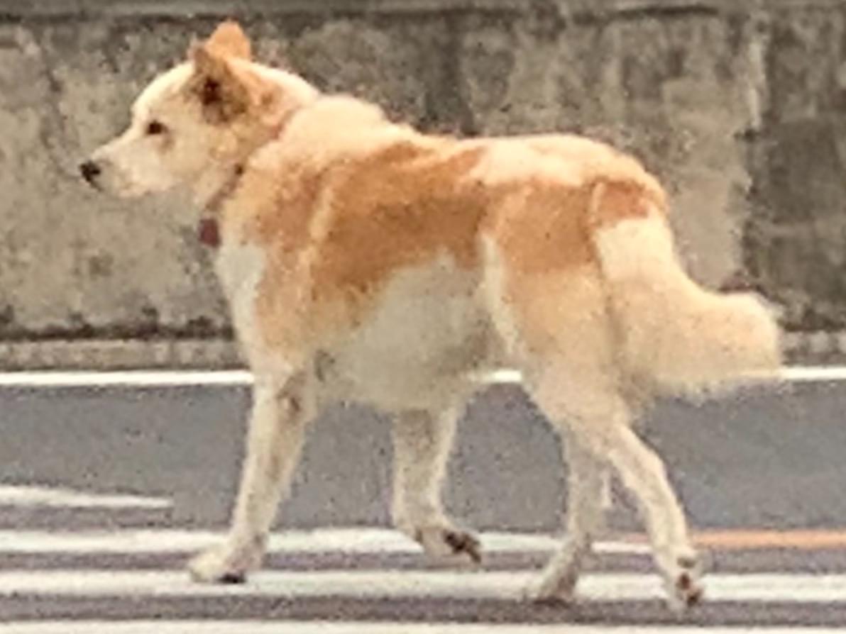 目撃された犬 目撃された犬