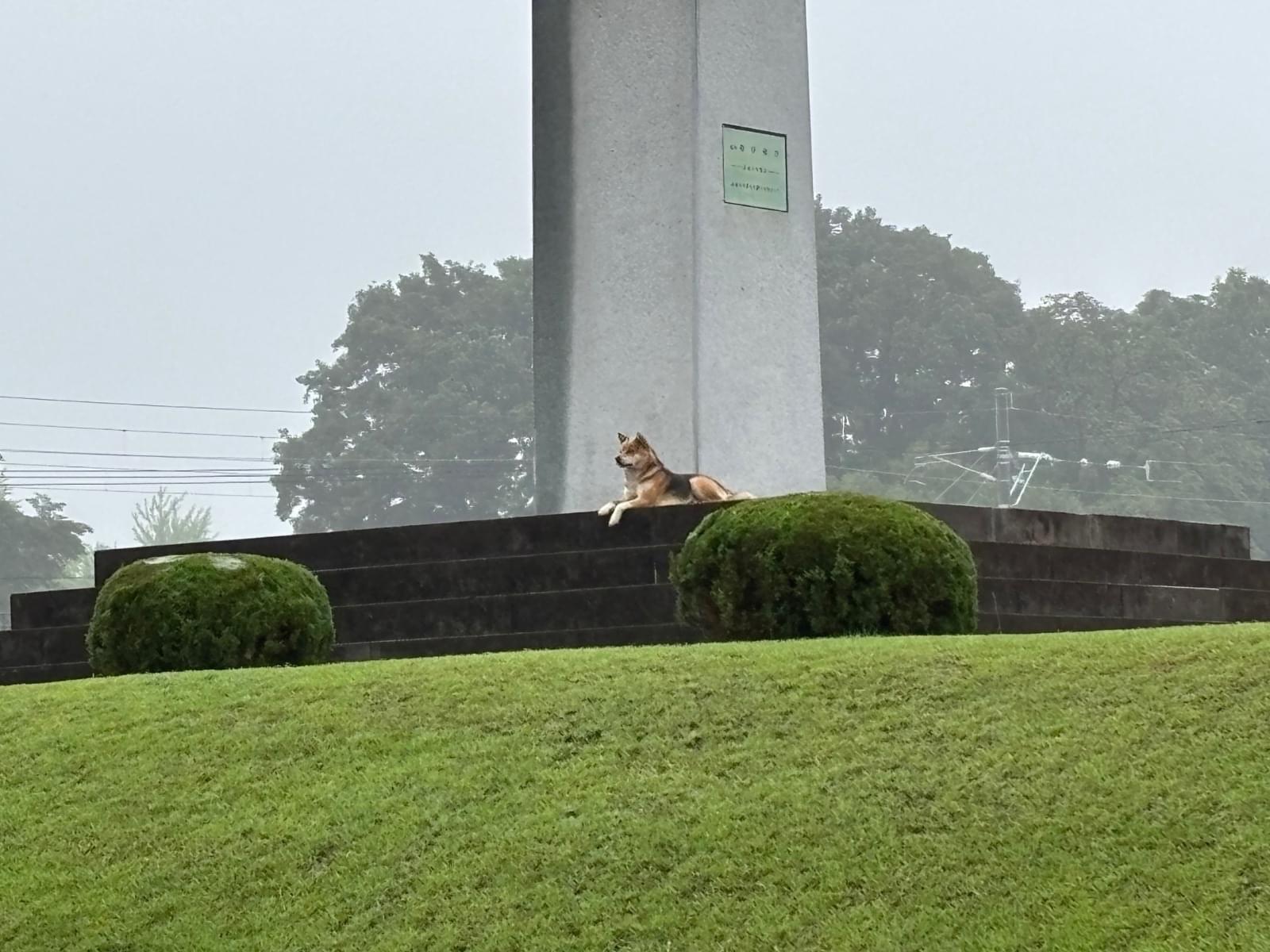 目撃された犬 目撃された犬