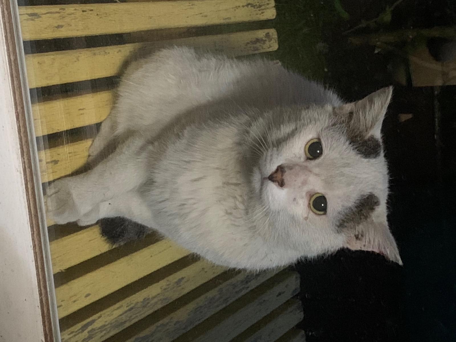 保護された猫 保護された猫
