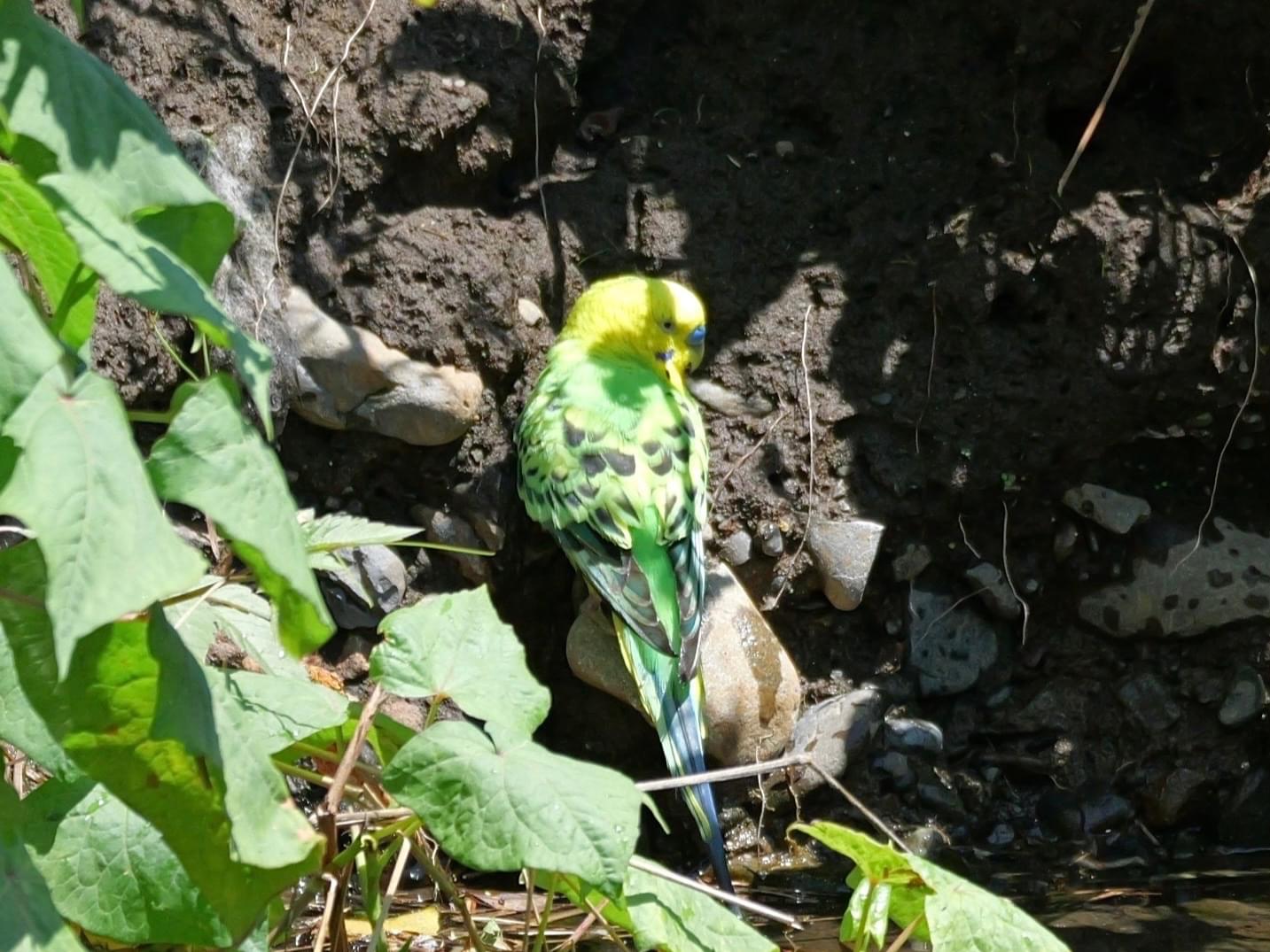 目撃された鳥 目撃された鳥