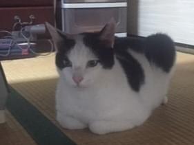 くうちゃん くうちゃん