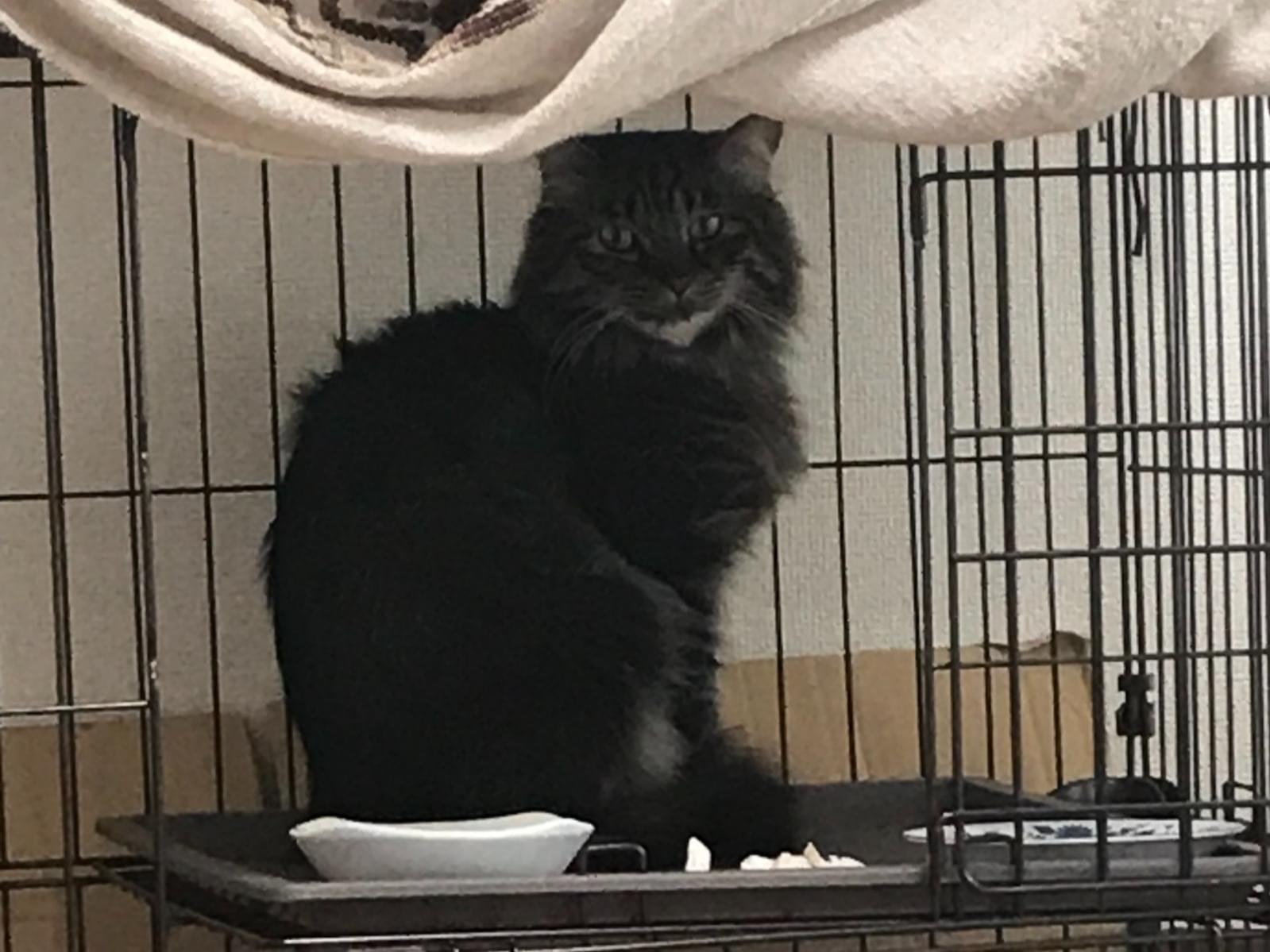 迷子になった猫 迷子になった猫