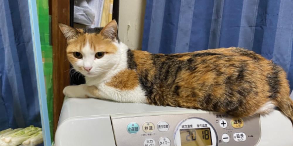5歳になる三毛猫