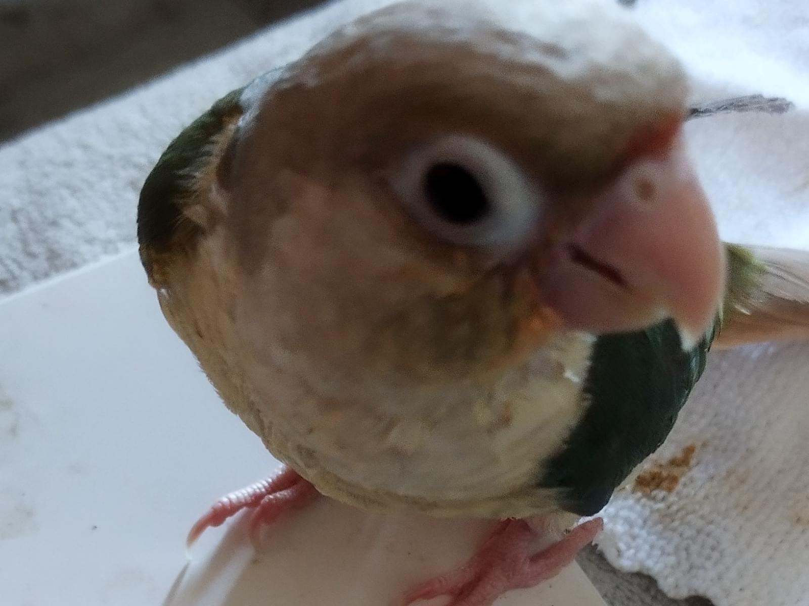 ぴぽちゃん ぴぽちゃん