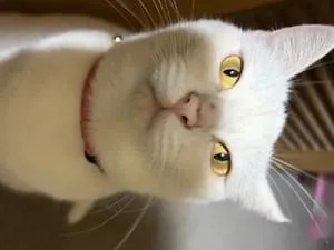 確認画像　白い猫　　入札❌️ 白猫をさがしています。
