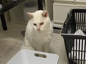 オッドアイの白猫さんを保護しました