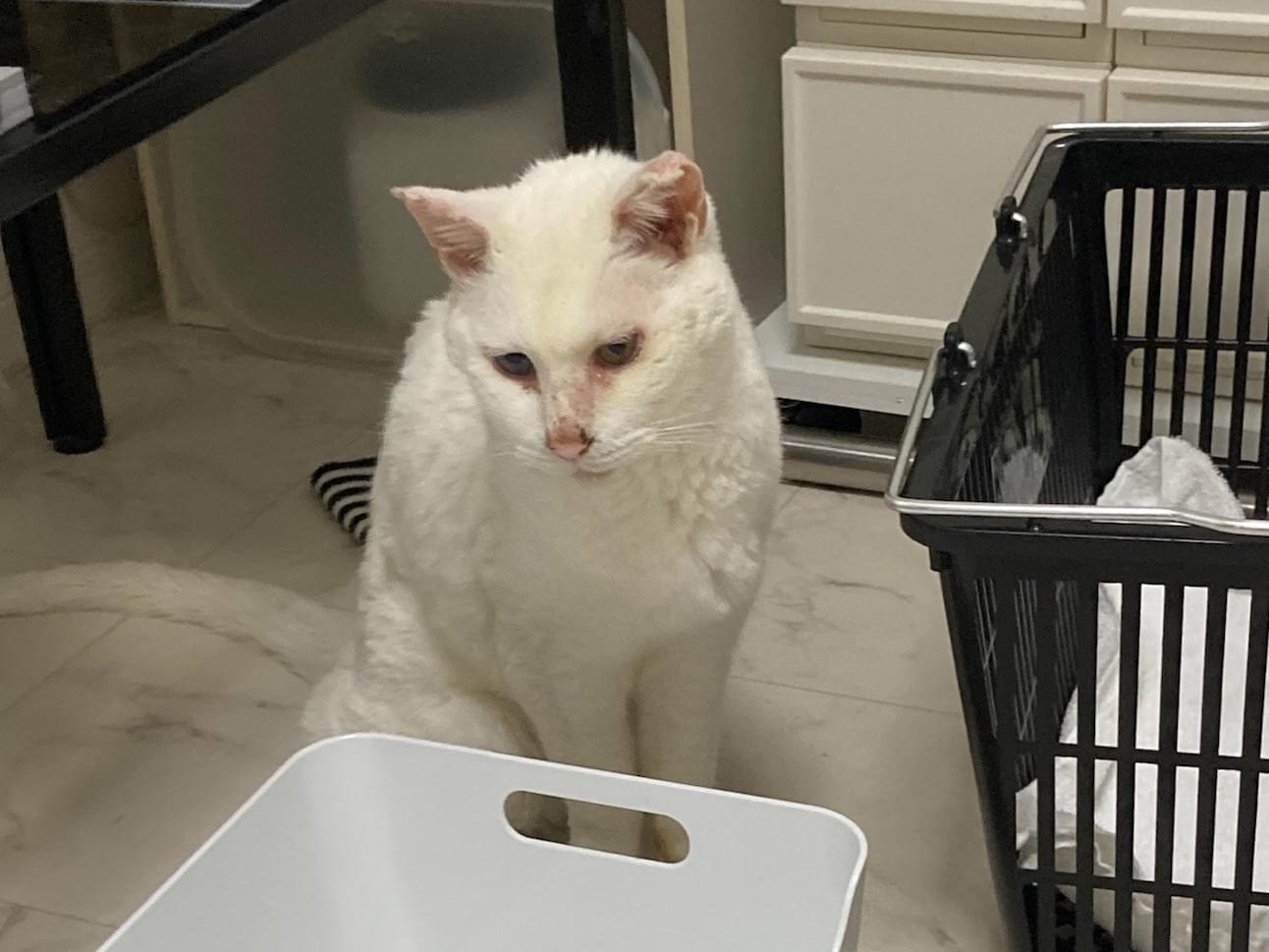 保護された猫 保護された猫