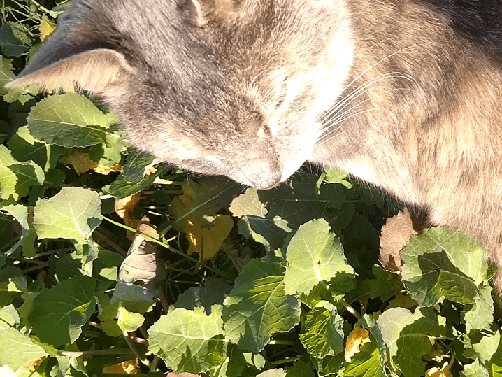 目撃された猫 目撃された猫