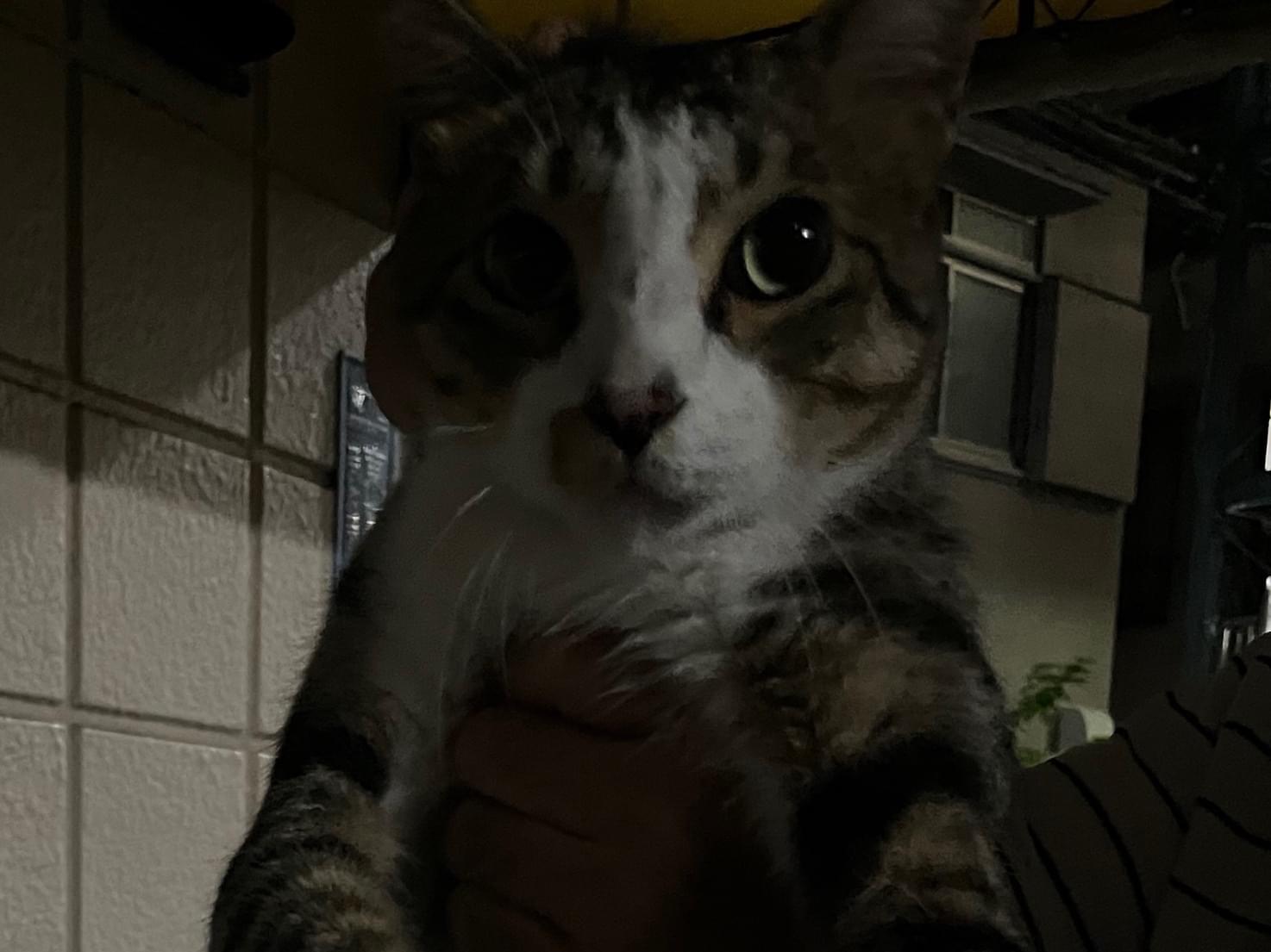 目撃された猫