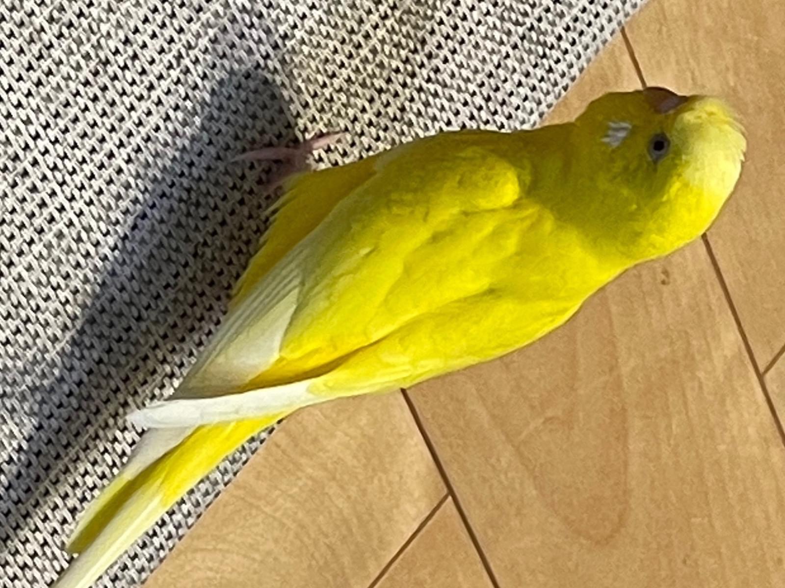 レモンちゃん レモンちゃん