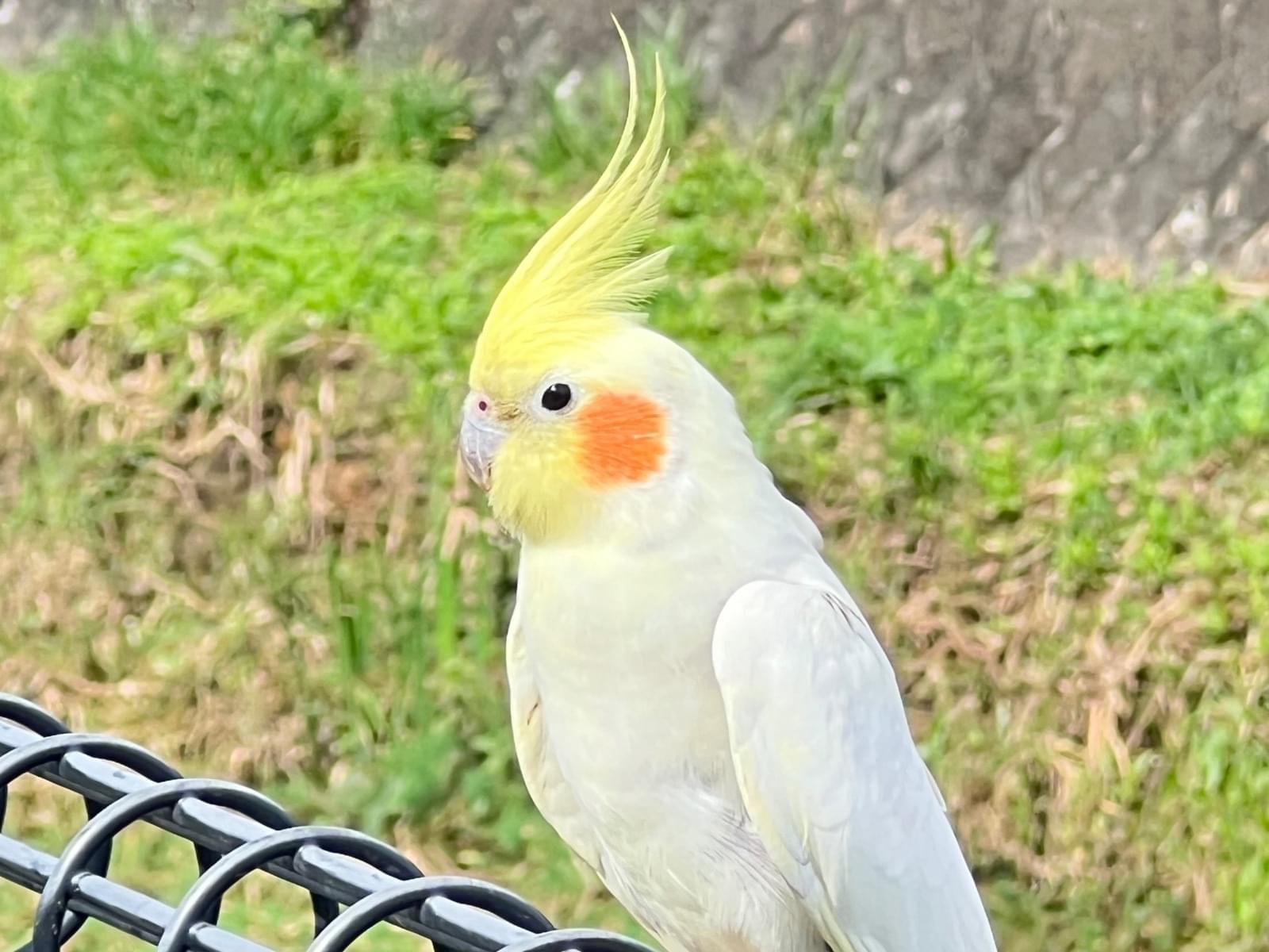 保護された鳥