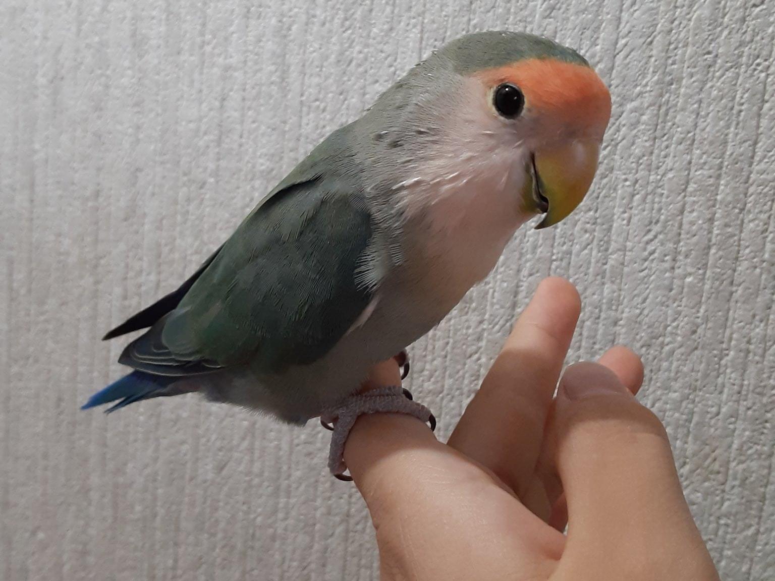 ブンちゃん ブンちゃん