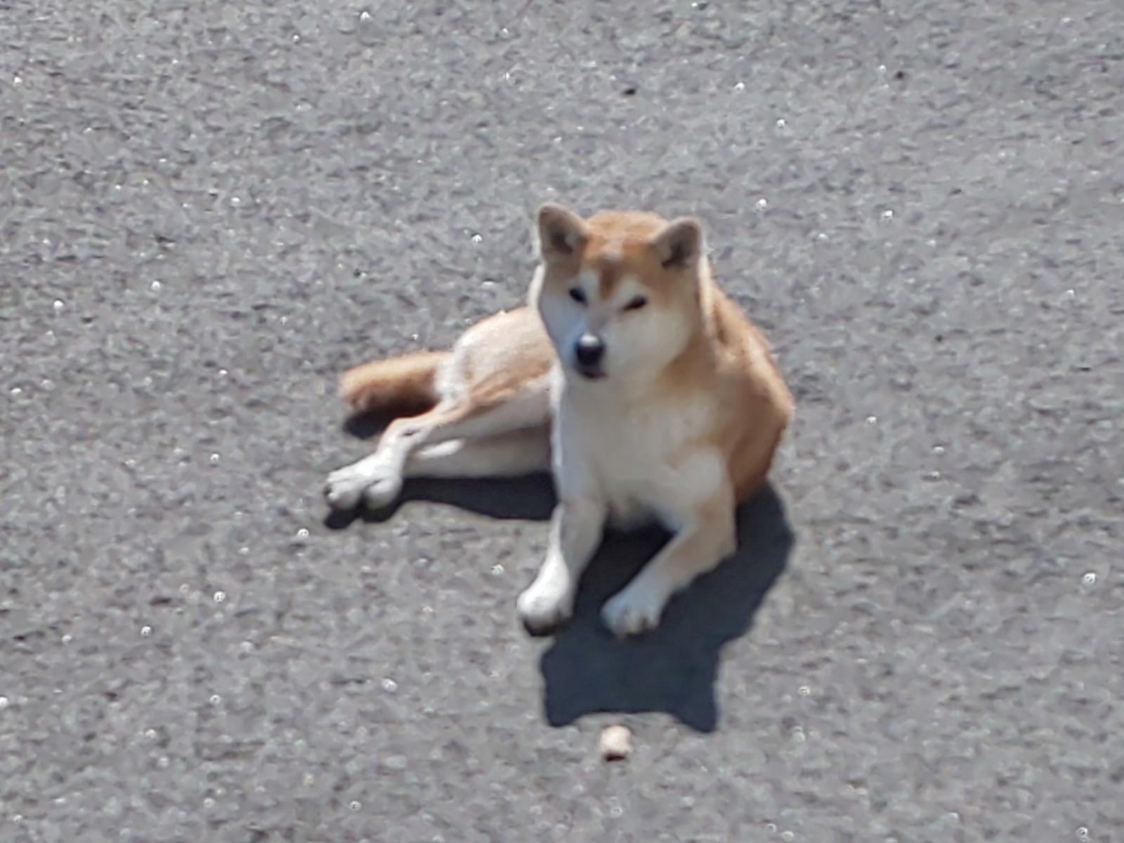 目撃された犬 目撃された犬