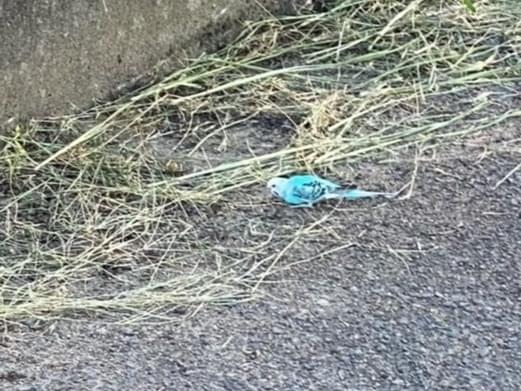 目撃された鳥 目撃された鳥