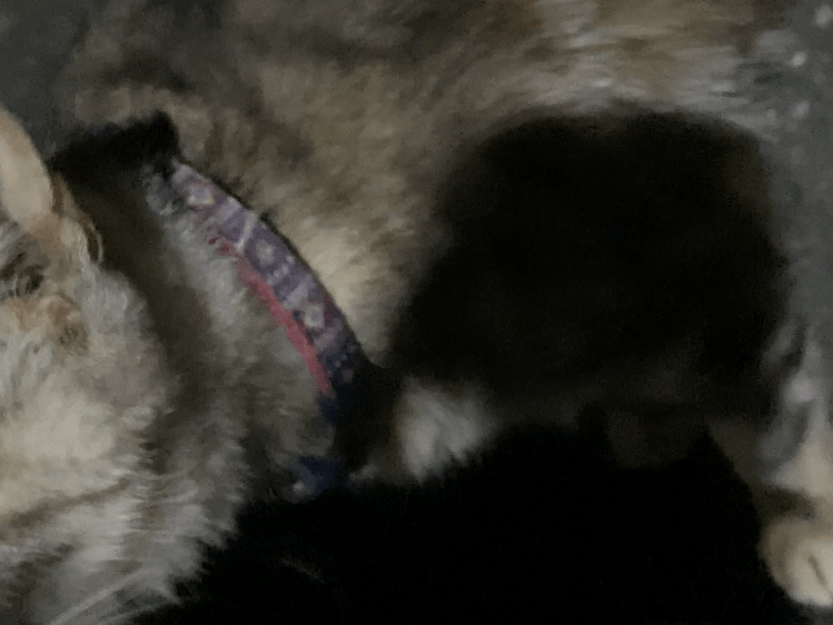 目撃された猫 目撃された猫