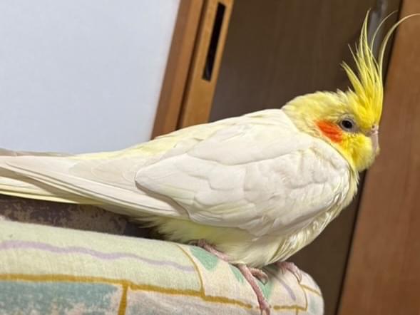 ぴーちゃん ぴーちゃん