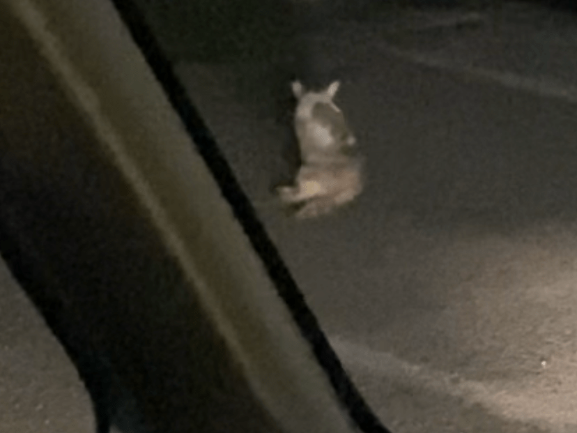 目撃された猫 目撃された猫